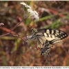 pap machaon oviposition kher